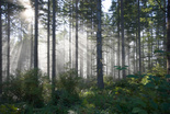 Environmental Sustainability